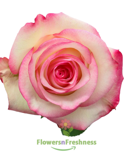 Paloma Roses